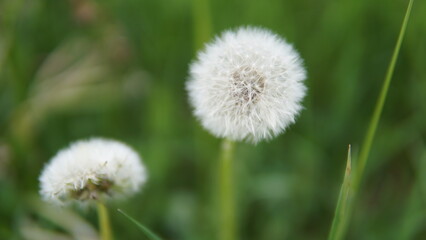 Close-up of a dandelion seedhead