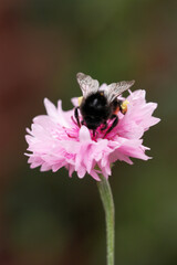 Bumble bee on pink flower in English wildlife garden
