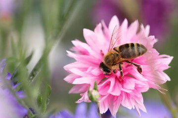 Honey bee on pink flower head