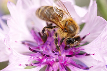 Honey bee on flower head macro