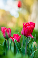 nice tulips in the garden