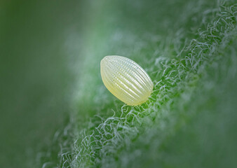 Super close up macro Monarch butterfly egg on a milkweed leaf