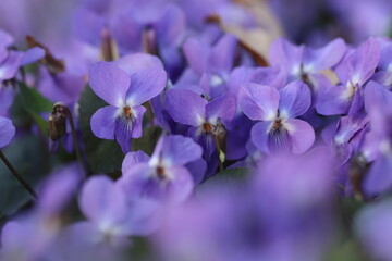 fiori di violetta in primavera