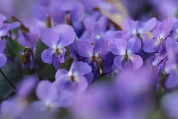 Fototapeten fiori di violetta in primavera © Simona
