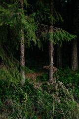 Landscape. Northern forest after sunset on an autumn evening.