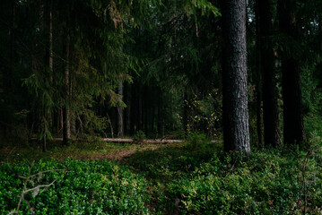 Fototapeta premium Landscape. Mysterious northern forest after sunset on an autumn evening.