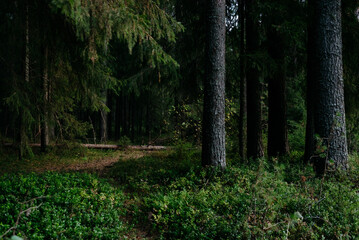 Landscape. Mysterious northern forest after sunset on an autumn evening.