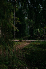 Fototapeta premium Landscape. Mysterious northern forest after sunset on an autumn evening.