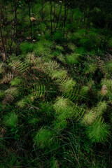 Detail of the northern autumn forest. Fallen horsetail
