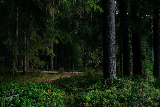 Landscape. Mysterious northern forest after sunset on an autumn evening.