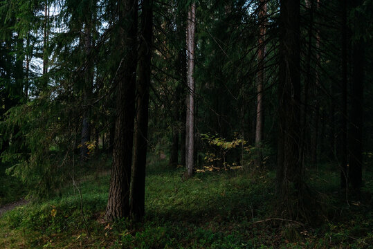 Landscape. Northern forest after sunset on an autumn evening.