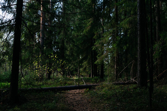 Landscape. Mysterious northern forest after sunset on an autumn evening.