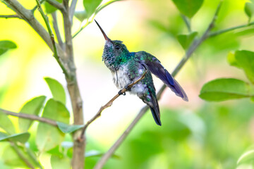 Blue-chinned Sapphire hummingbird stretching and preening in a citrus tree