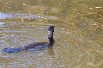 Fototapeta premium Pato nadando