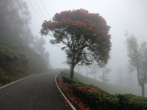 A Misty road on the way to Munnar, Kerala