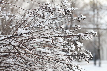 Bridewort Spiraea on white snow background. Dry flowers of Bridewort Spiraea Close-up. Winter view.