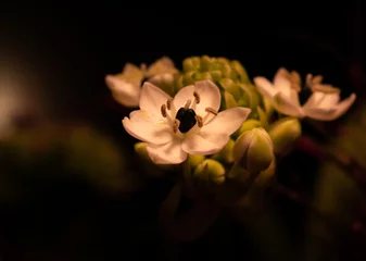Fotobehang white flower closeup. © yvet