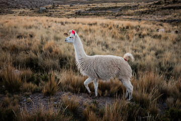 lama in Bolivia © Juliania