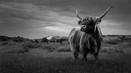 Poster Büffel bull in the field