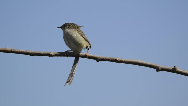 Slender Prinia (Prinia lepida) singing near the warbler's nest