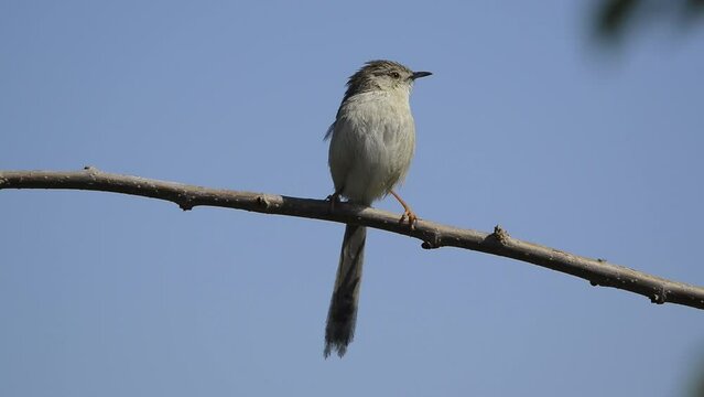 Slender Prinia (Prinia lepida) singing near the warbler's nest