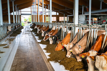 Stallbau - Milchkühe fressen Silage am Futtertisch in einem modernen Rindviehstall mit viel Licht.