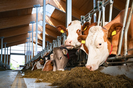 Stallbau - Milchk&uuml;he fressen Silage am Futtertisch in einem modernen Rindviehstall mit viel Licht.