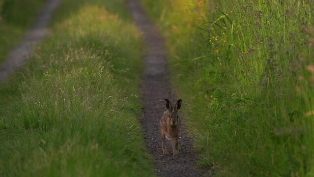 A European hare (Lepus europaeus) also known as the brown hare walking toward you