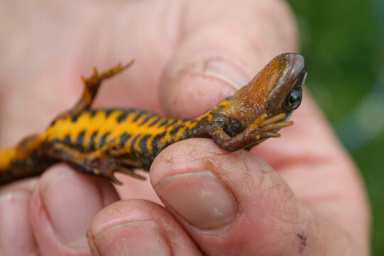 Great Crested Newt (Triturus cristatus), Ecological Survey