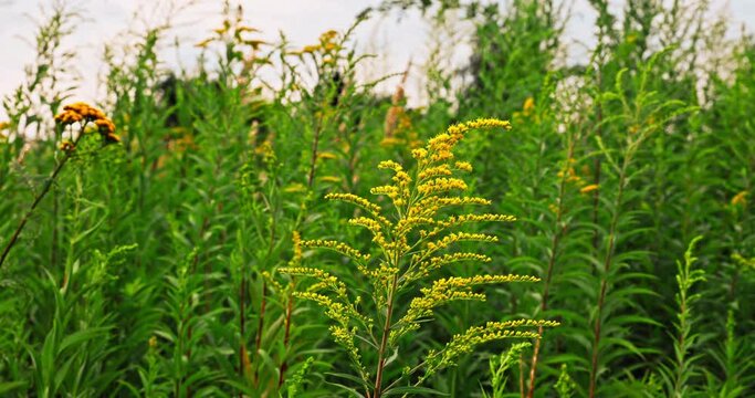 A view of a medicinal plant called solidago gigantea swaying in the wind.