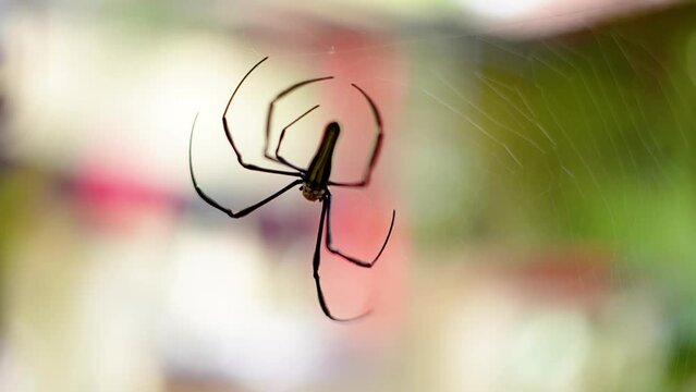 Close up of a spider making a nest using its web. Focus and bokeh of a spider in a cobweb between the walls of a house
