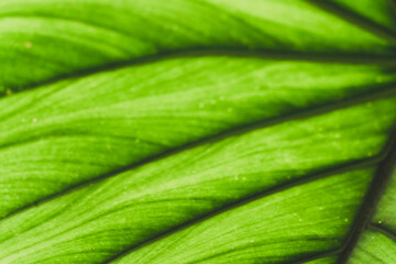 Fototapeta premium Green tree leaf texture for background