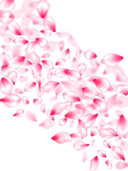 Obraz premium Pink cherry blossom petals isolated