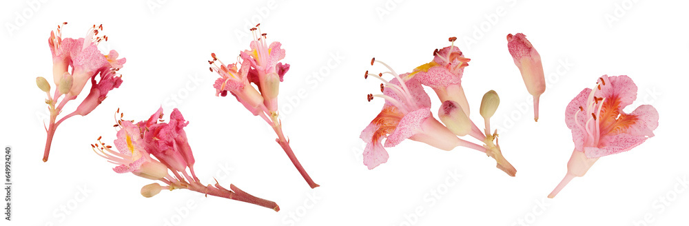 Poster Aesculus x carnea or red horse chestnut isolated on white background. Top view. Flat lay