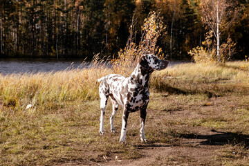 Beautiful dalmatian dog is standing near lake and forest in background. Sunny autumn day. Dog training.walking in the park. The concept of caring for pets