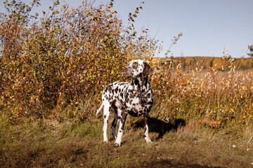Fototapeta premium Beautiful dalmatian dog is standing near lake and forest in background. Sunny autumn day. Dog training.walking in the park. The concept of caring for pets