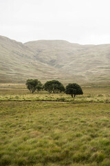 Obraz premium Trees in Scotland