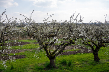 Spring white blossom of old plum prunus tree, orchard with fruit trees in Betuwe, Netherlands in april