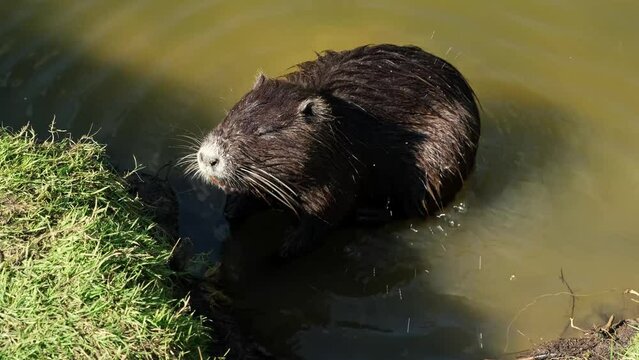 One nutria is sitting in water eating and chewing something and itching. An adult myocastor coypu, an invasive species. Wildlife fauna. Wild animal.