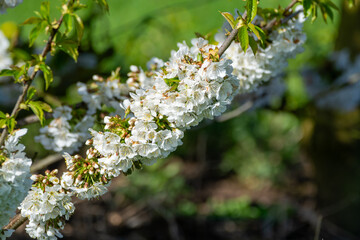 Rows of cherry trees with white blossom in fruit orchard greenhouse with protection sytem from birds in sunny day, Betuwe, Netherlands