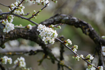 Spring white blossom of plum prunus tree, orchard with fruit trees in Betuwe, Netherlands in april