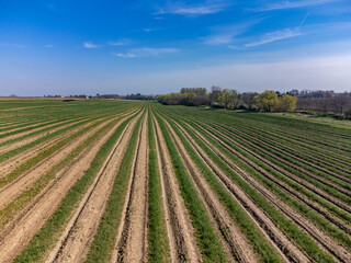Green asparagus sprouts growing on bio farm field in Limburg, Belgium, aerial view