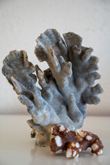Hard dead blue and dark coral stones, underwater nature background