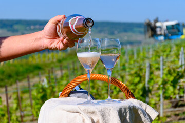 Pouring of premier cru sparkling rose wine with bubbles champagne with view on green pinot noir,...