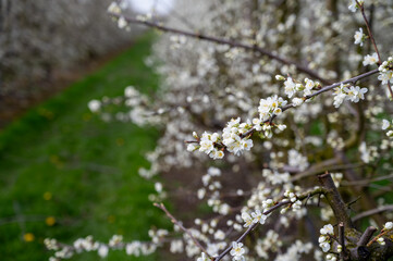 Spring white blossom of plum prunus tree, orchard with fruit trees in Betuwe, Netherlands in april