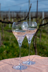 Tasting of grand cru sparkling rose wine with bubbles champagne on spring vineyards of Oger, small village with grand cru vineyards, France.