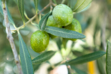 Green olives grow on the branch olive tree, close-up. Olive background for publication, design,...