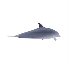 Bottlenose Dolphin