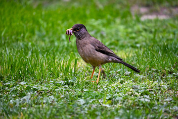 bird on the grass Zorzal