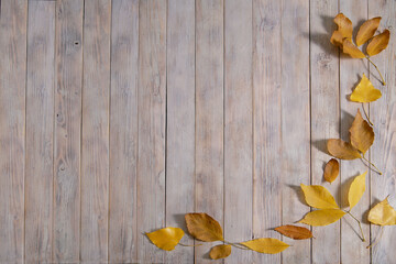 background, yellow autumn leaves lie on a wooden table. This colorful image of fallen autumn leaves is perfect for seasonal use. Place for text.